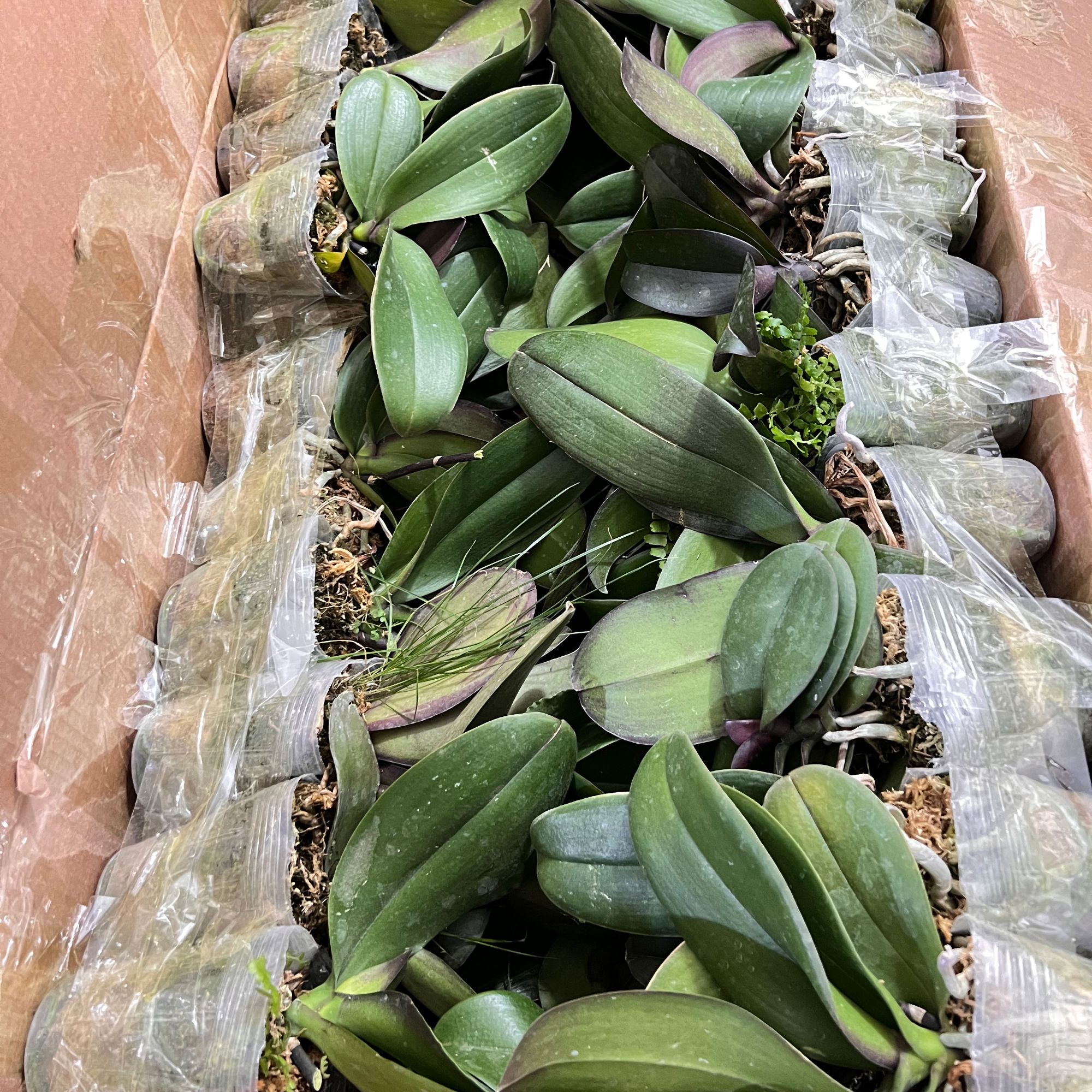 【福利处理苗】蝴蝶兰处理苗 瑕疵较大【不售后！】【不售后！】【不售后！】