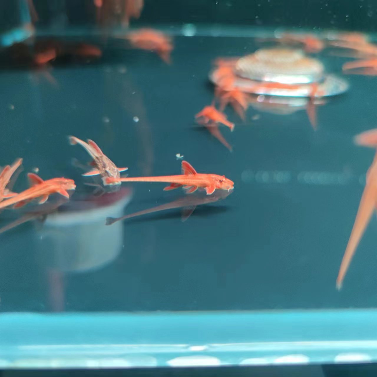 西西小鱼 红蜻蜓直升机鱼