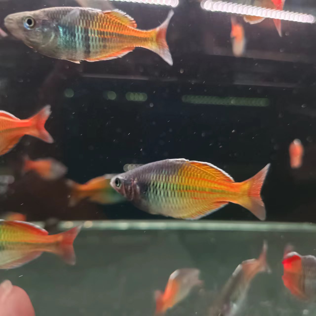 西西小鱼 石美人鱼