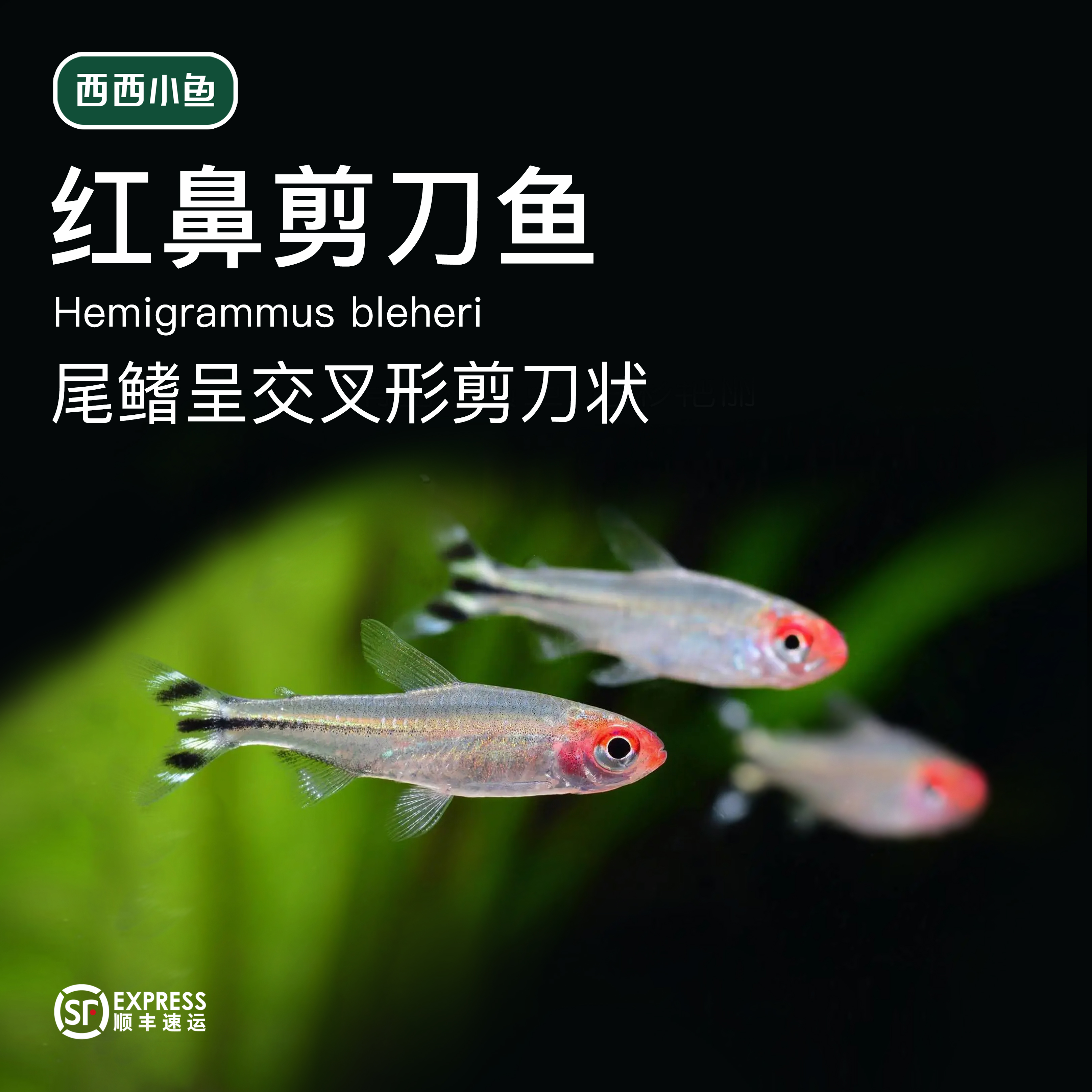 西西小鱼 红鼻鱼 灯科鱼小鱼观赏鱼小型饲养混养活体热带水族