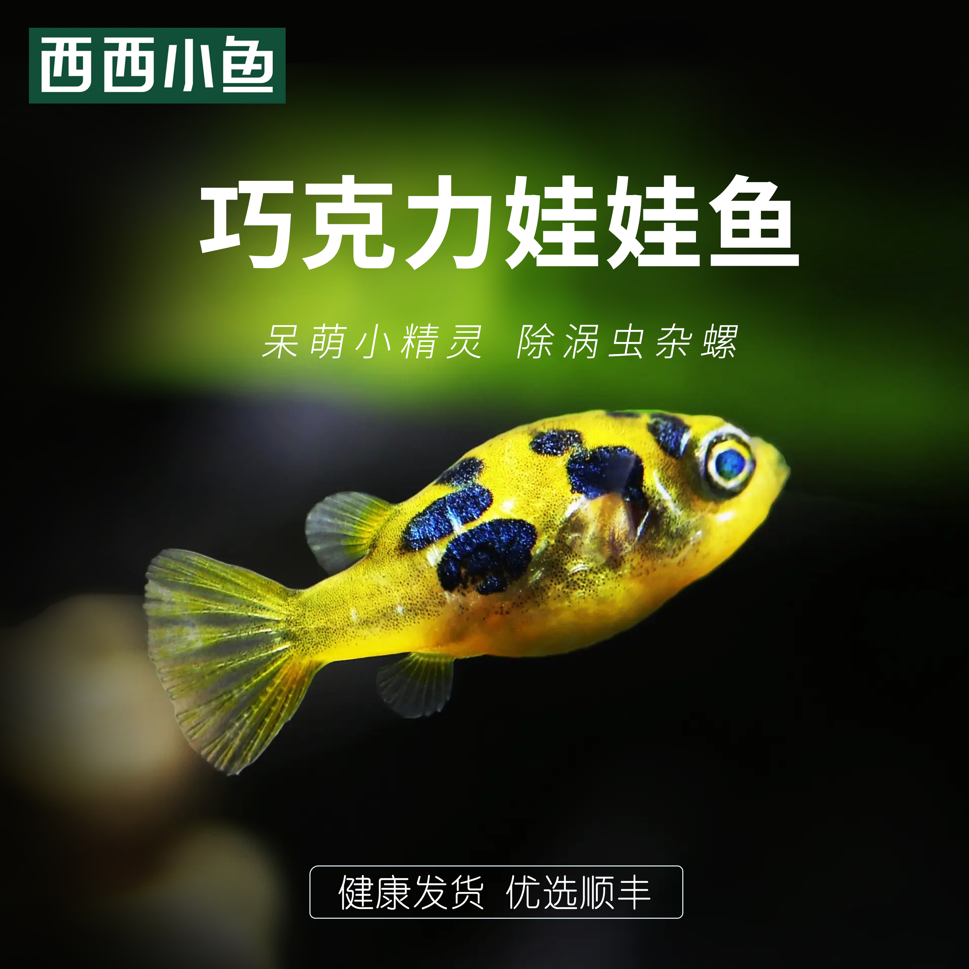 西西小鱼 巧克力娃娃灯科鱼