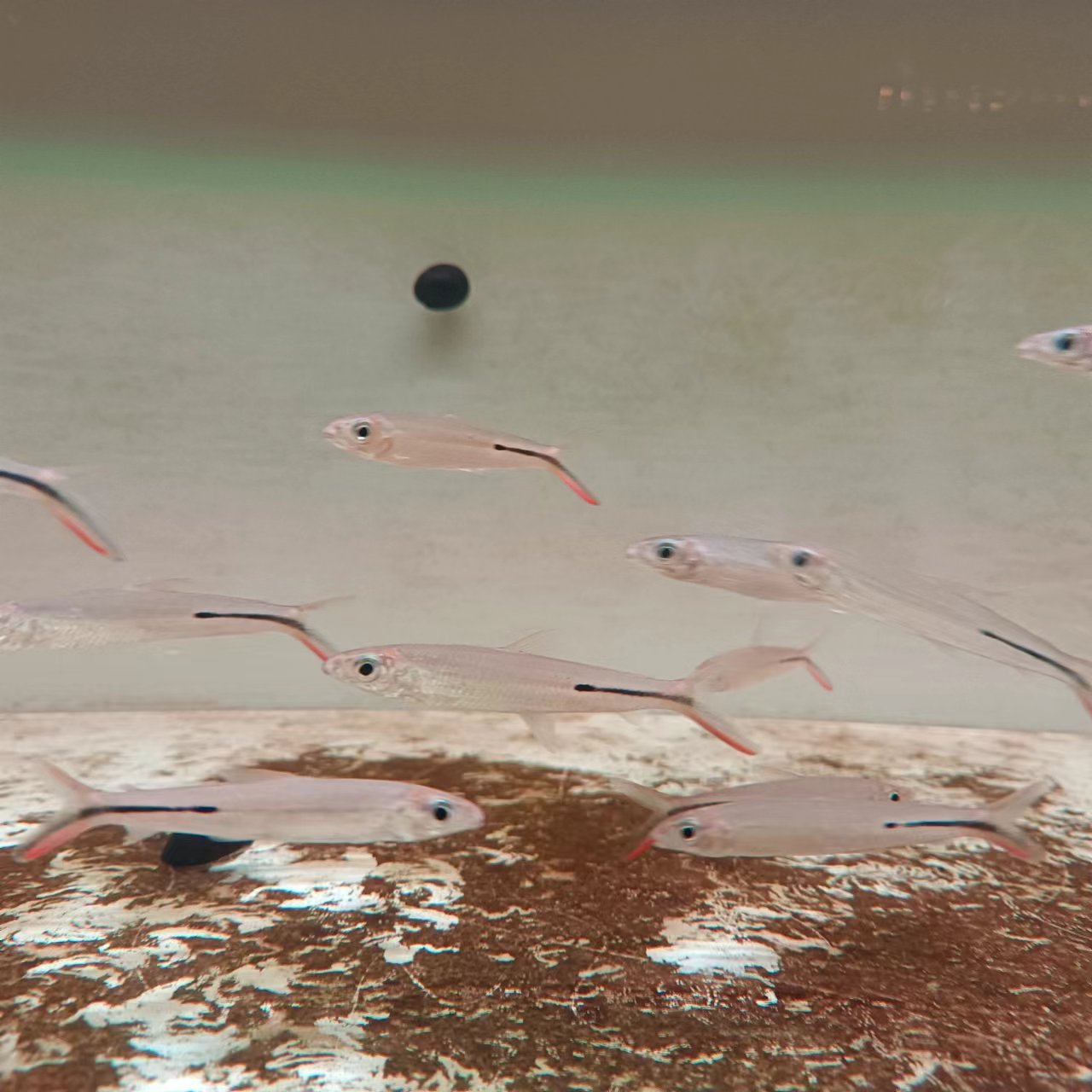 西西小鱼 红尾大企鹅鱼