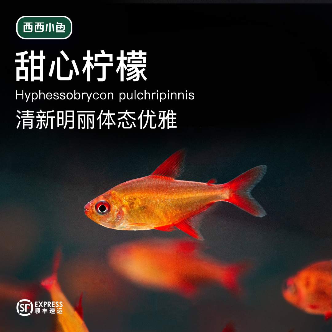 西西小鱼 精品甜心柠檬鱼 灯科鱼小鱼观赏鱼
