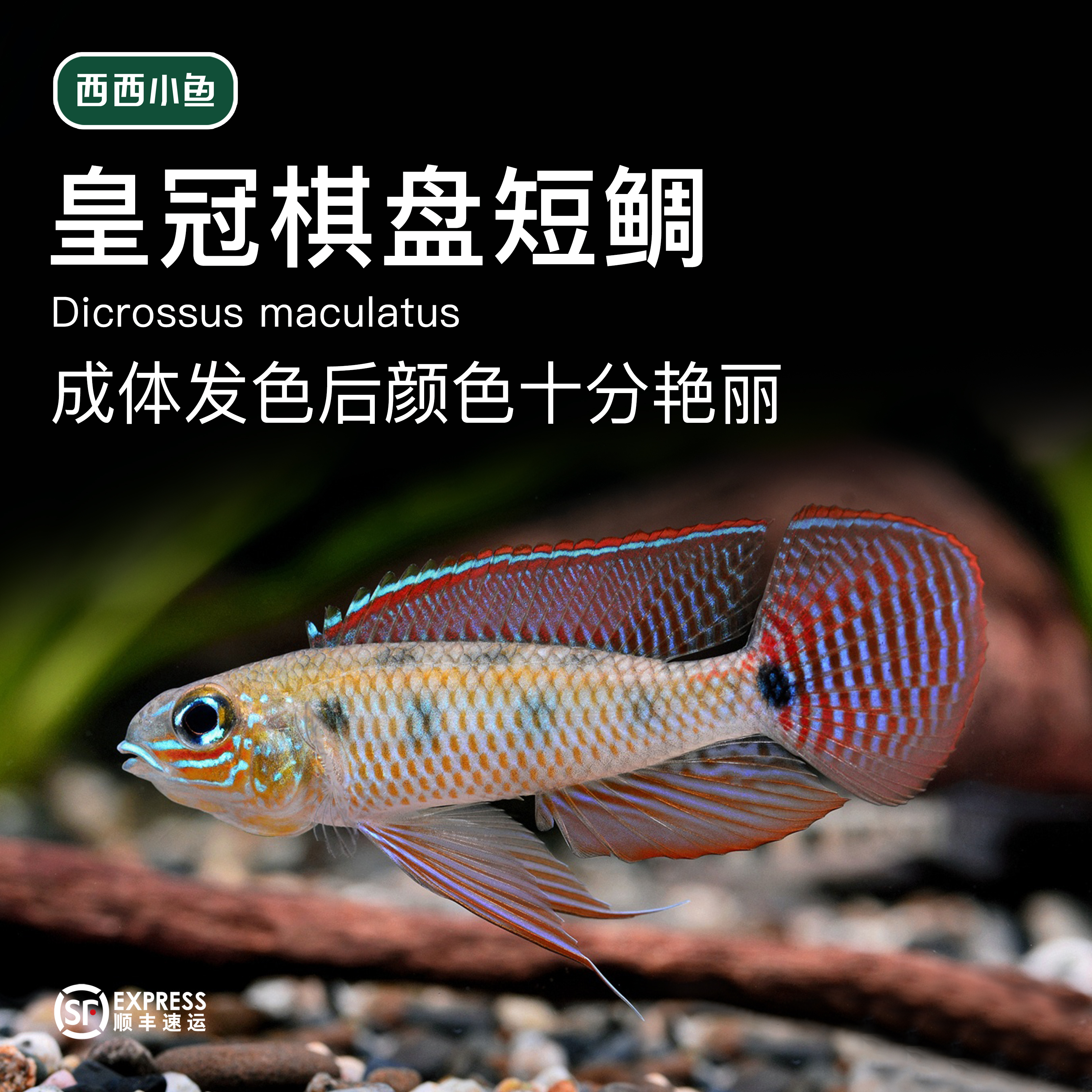 西西小鱼 皇冠棋盘短雕鱼