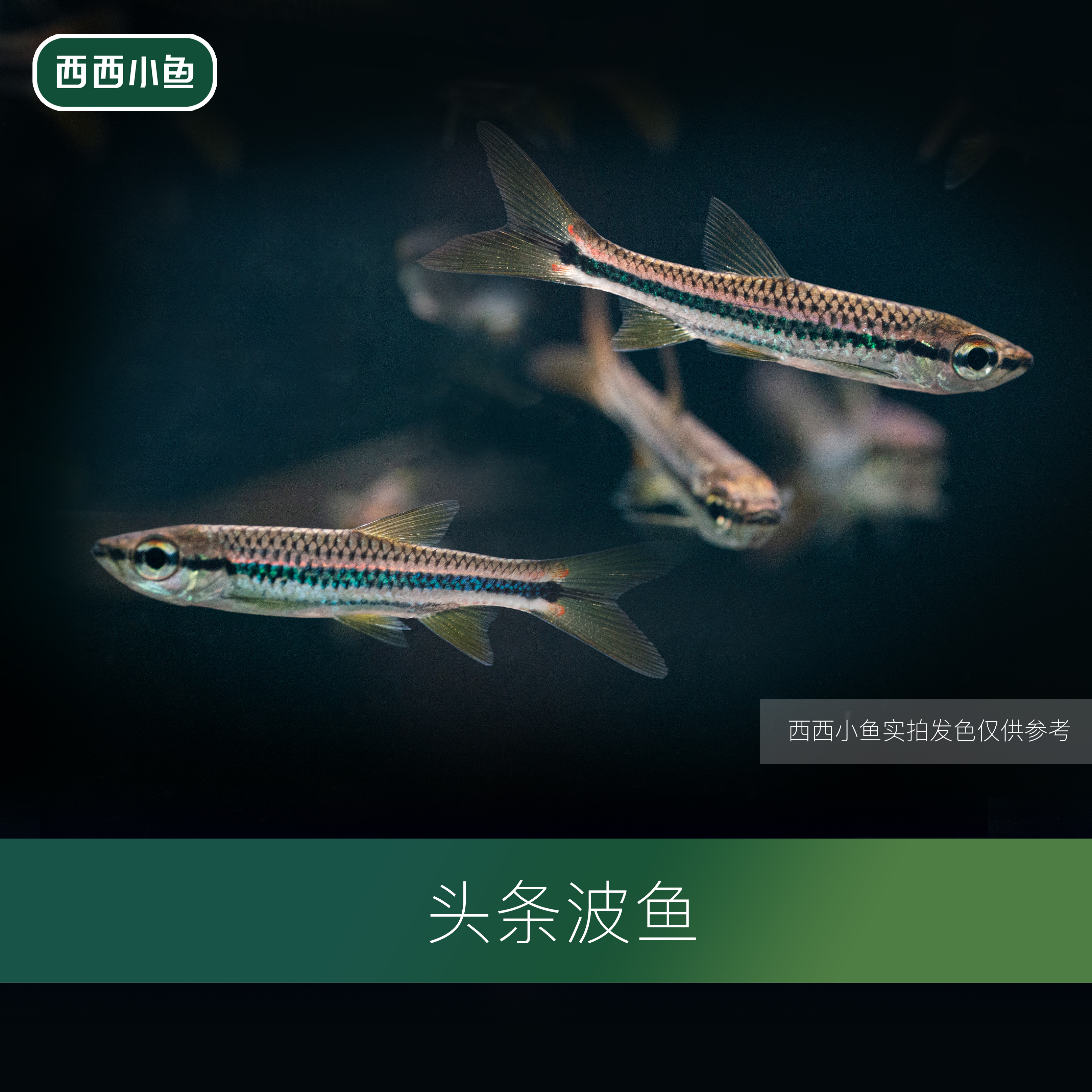 西西小鱼 头条波鱼 