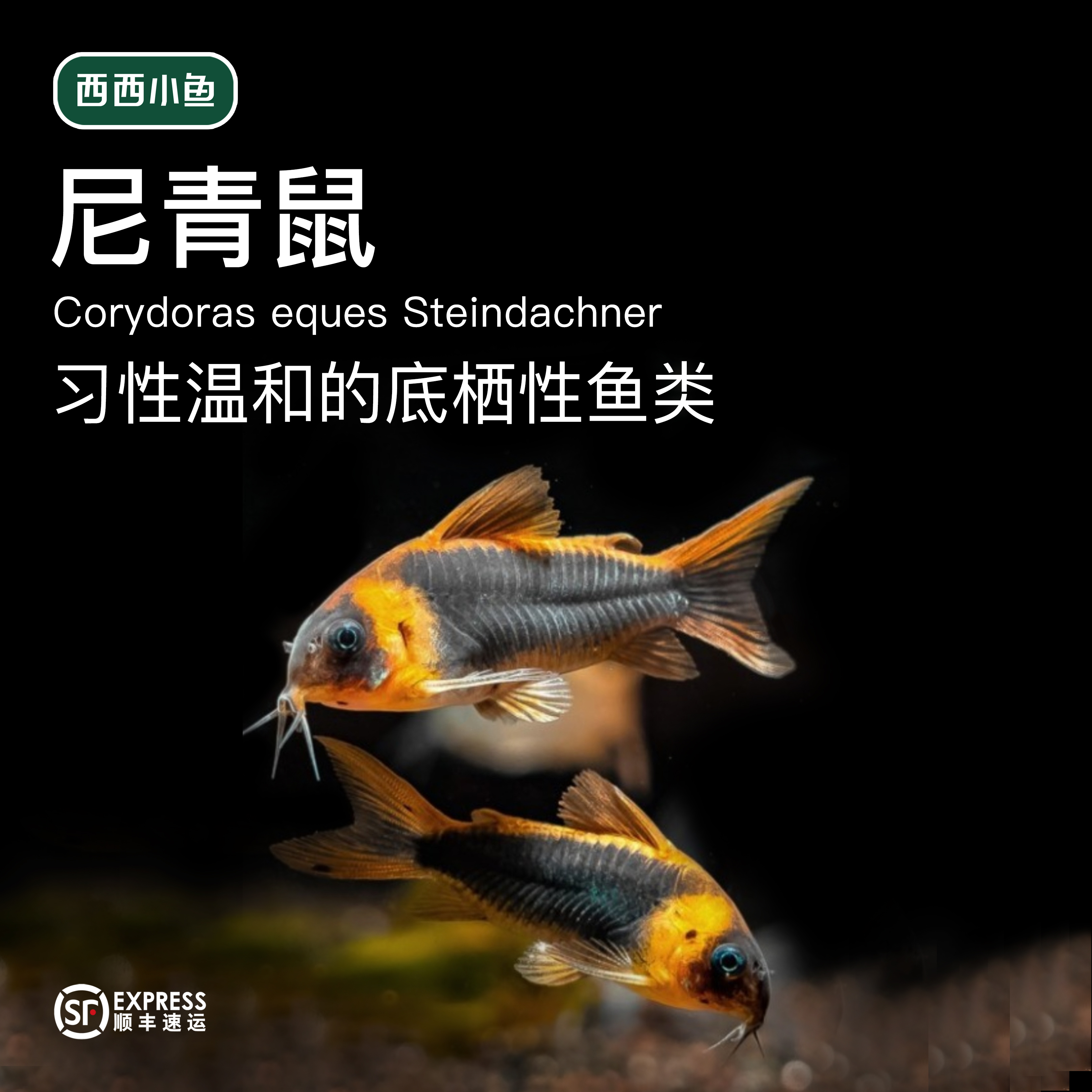 西西小鱼 尼青尼格罗青鼠 小鱼观赏鱼小型饲养混养热带活体水族