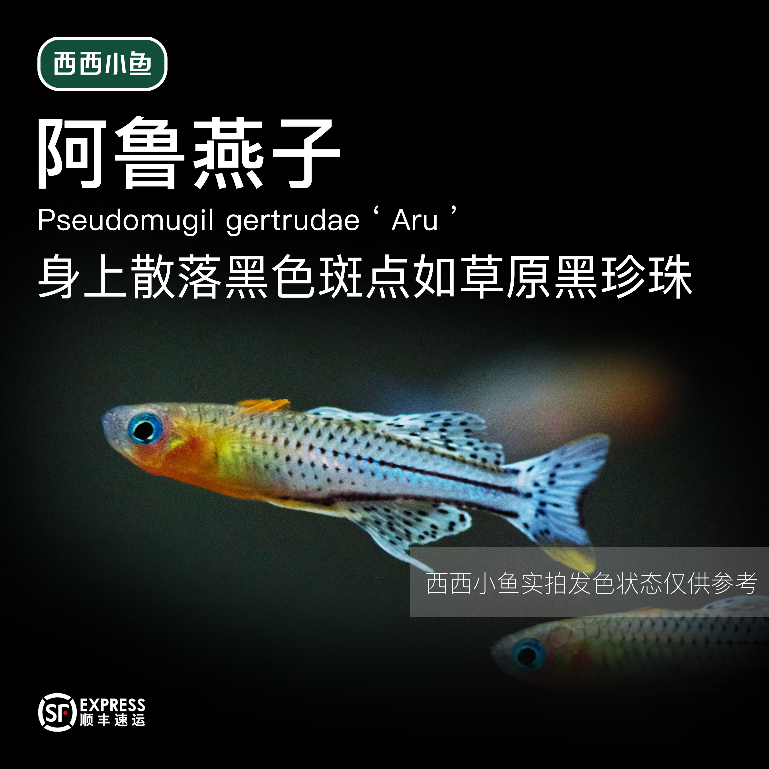 西西小鱼 阿鲁燕子  灯科鱼小鱼观赏鱼小型饲养混养热带