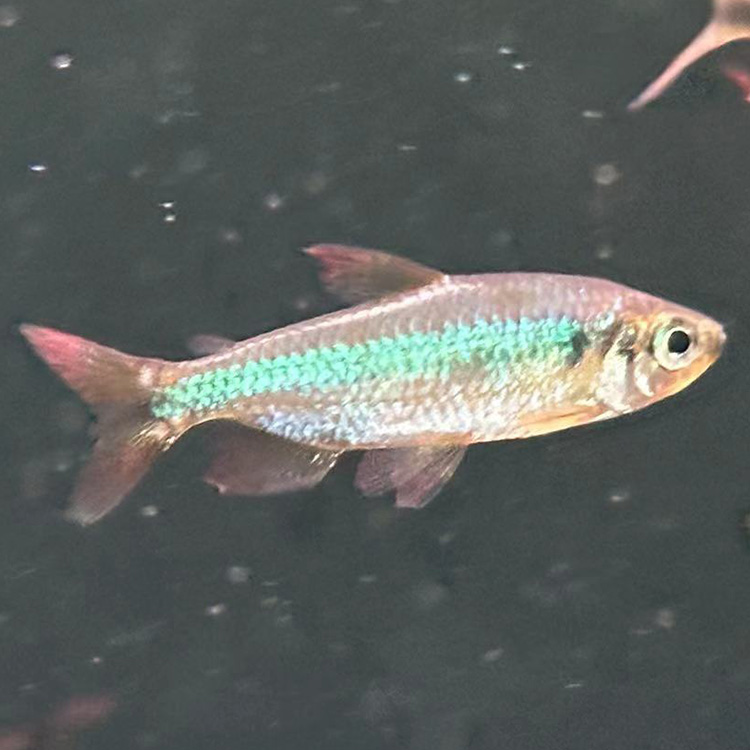 西西小鱼 樱桃火焰刚果