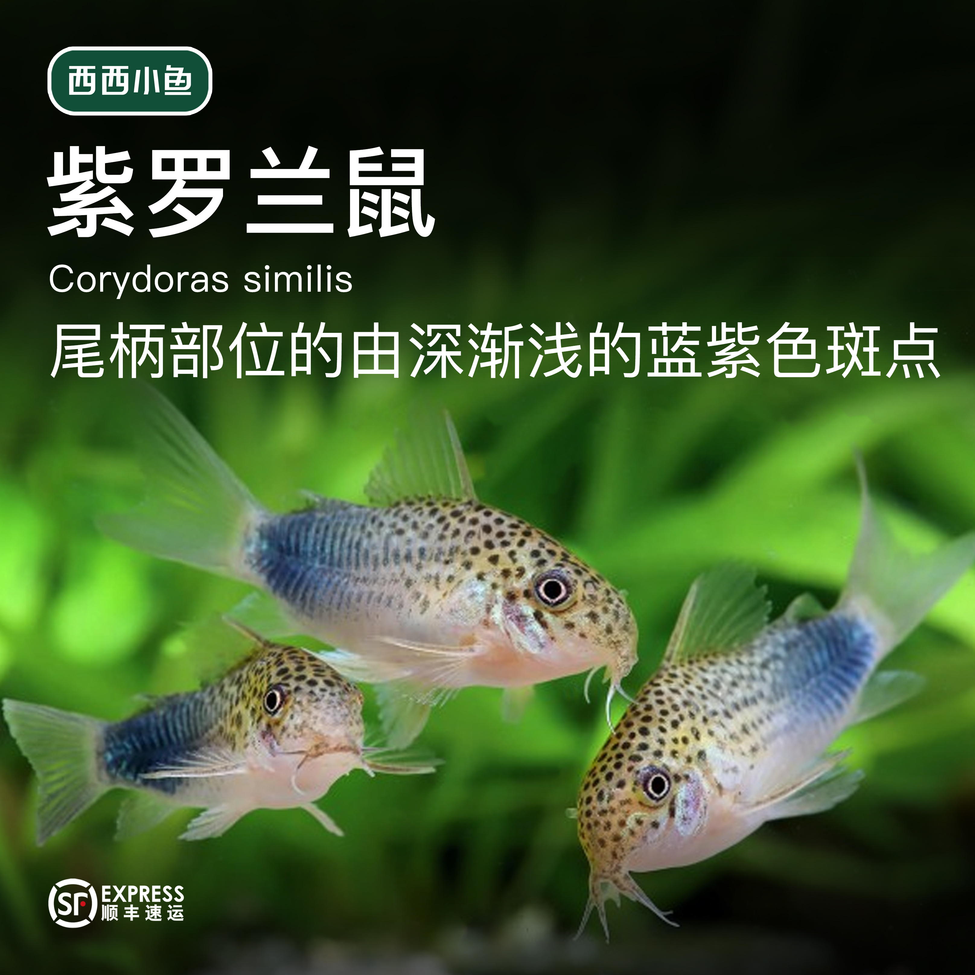 西西小鱼 紫罗兰鼠鱼