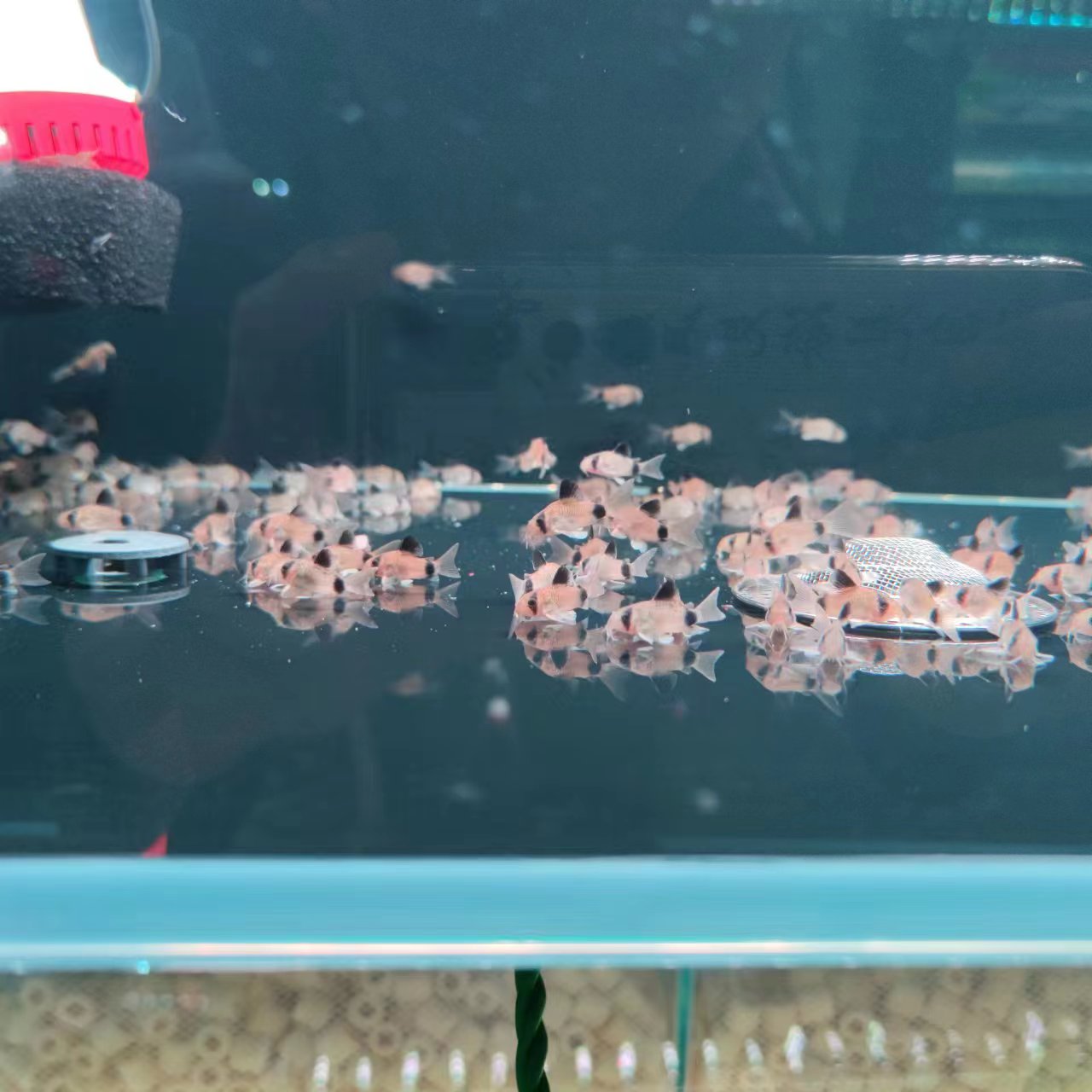 西西小鱼 熊猫鼠鱼 灯科鱼小鱼观赏鱼小型饲养混养热带活体 