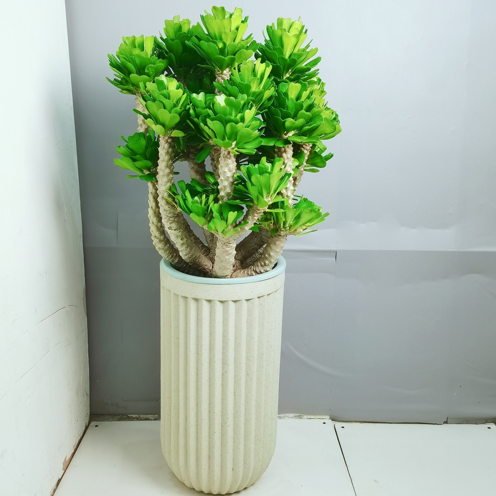 植研社 精选扇贝麒麟大型盆栽花园庭院阳台多肉带土种植实物发货