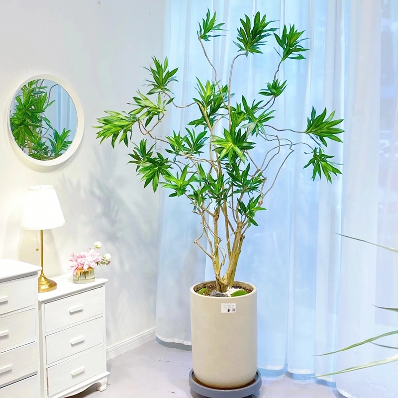 植研社 百合竹大型室内好养植物北欧风观叶造型盆栽种植土壤发货