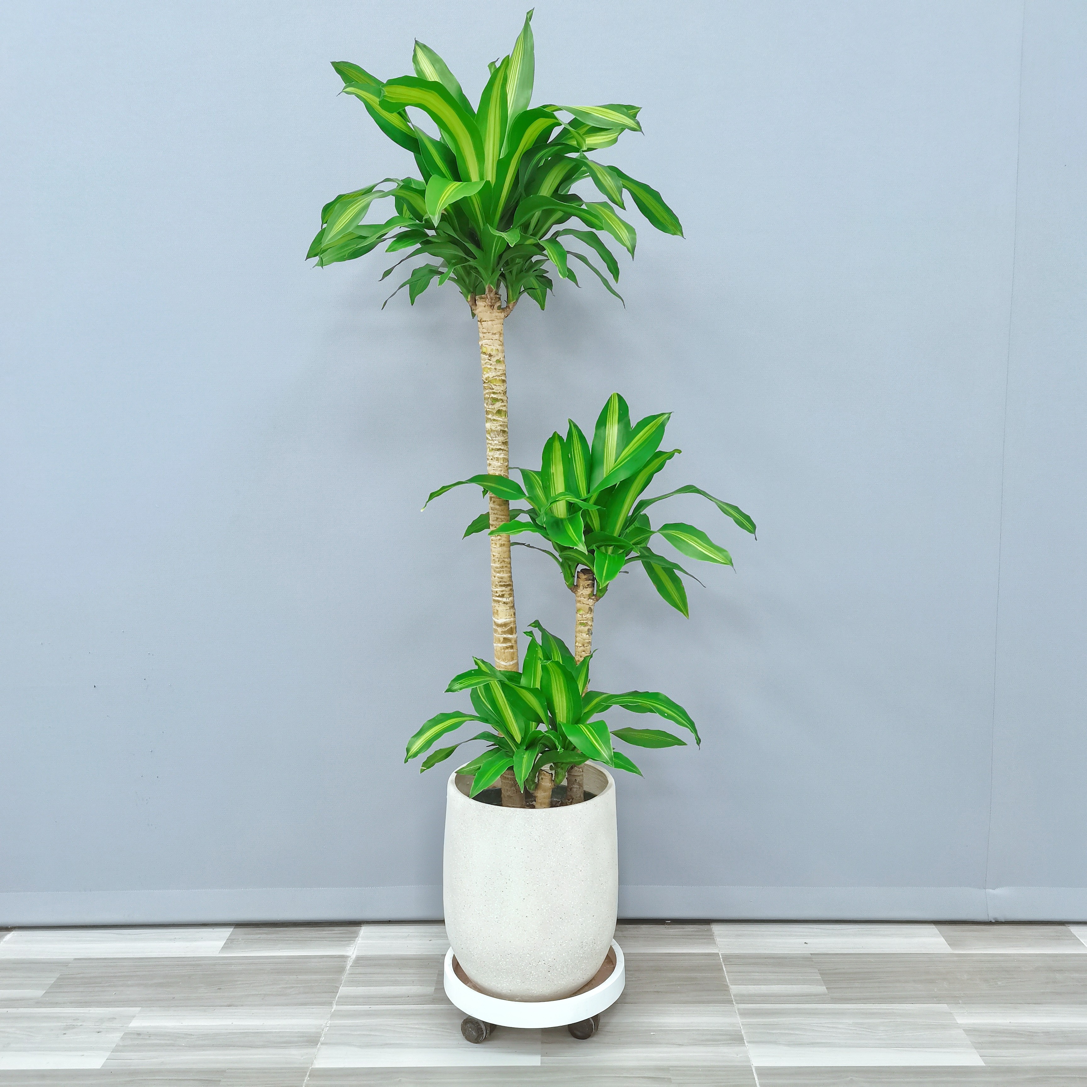 植研社 荷花铁美人铁室内耐阴好养盆栽简约造型耐看净化空气种植