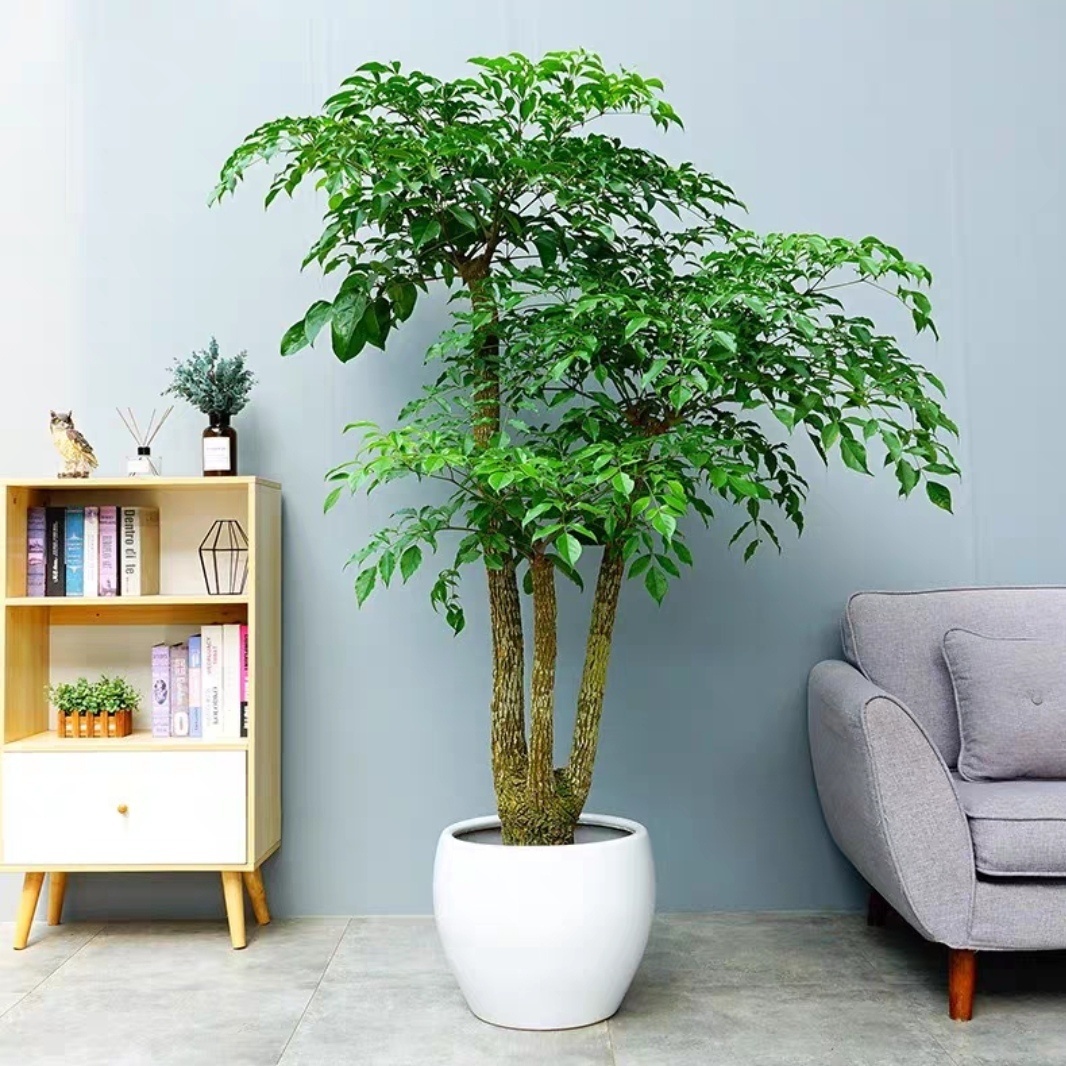 植研社幌伞枫季节幸福树大型室内好养绿植盆栽美化客厅种植栀子花