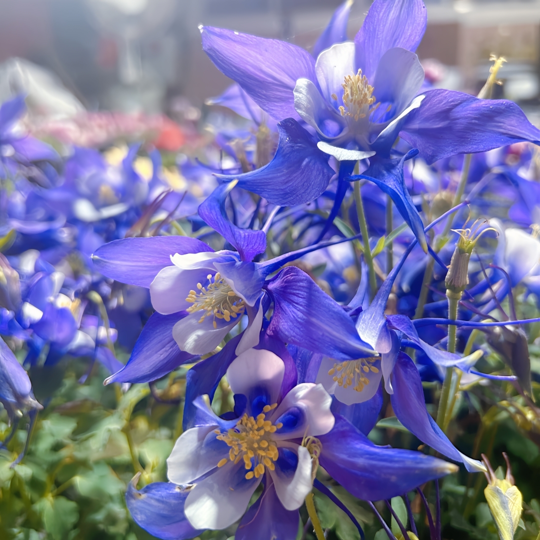 深山花奴种苗耧斗菜苗大花耧斗菜多年生草本植物耐寒阳台庭院花卉