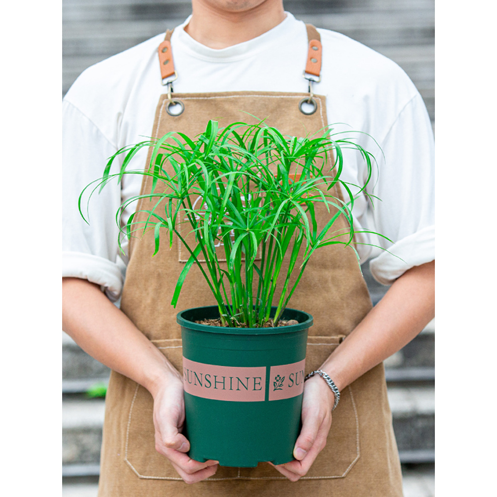 水竹风车草盆栽可水培鱼缸老桩水草苗水生植物鱼池塘净化水质绿植