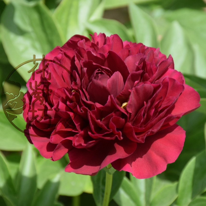 花凝坊【老忠诚】洛阳牡丹花会红色系芍药 带盆原土 包邮到家