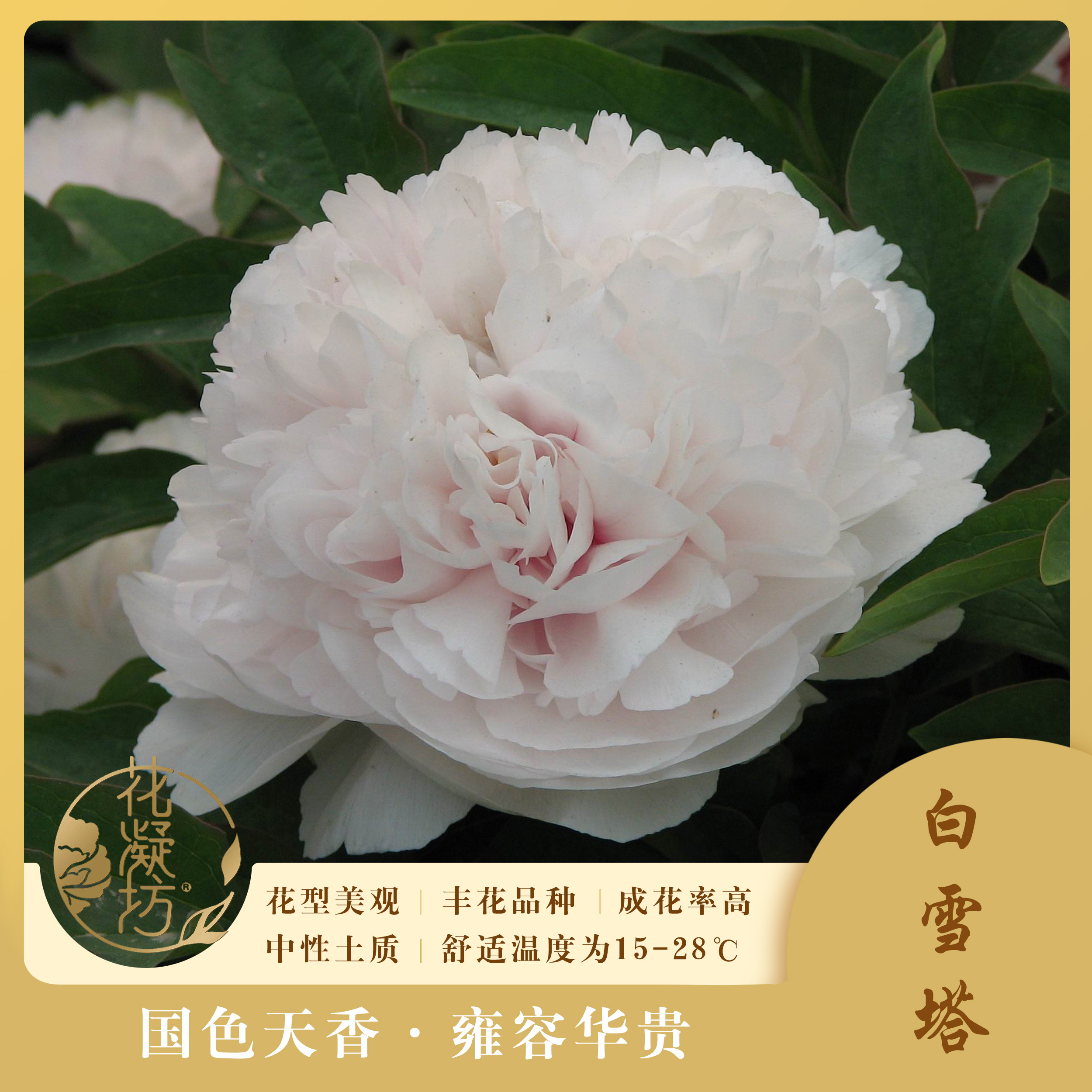 花凝坊【白雪塔】洛阳牡丹花会白色系品种 带盆原土 包邮到家