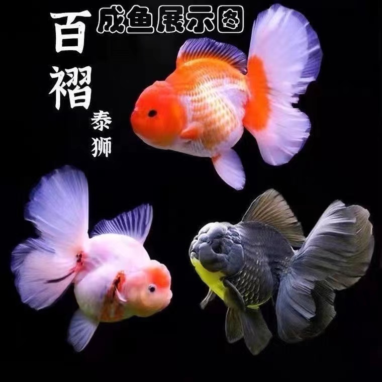 【满30包邮发货】直播间百褶泰狮【到货请录开箱视频0度以下拍加热】