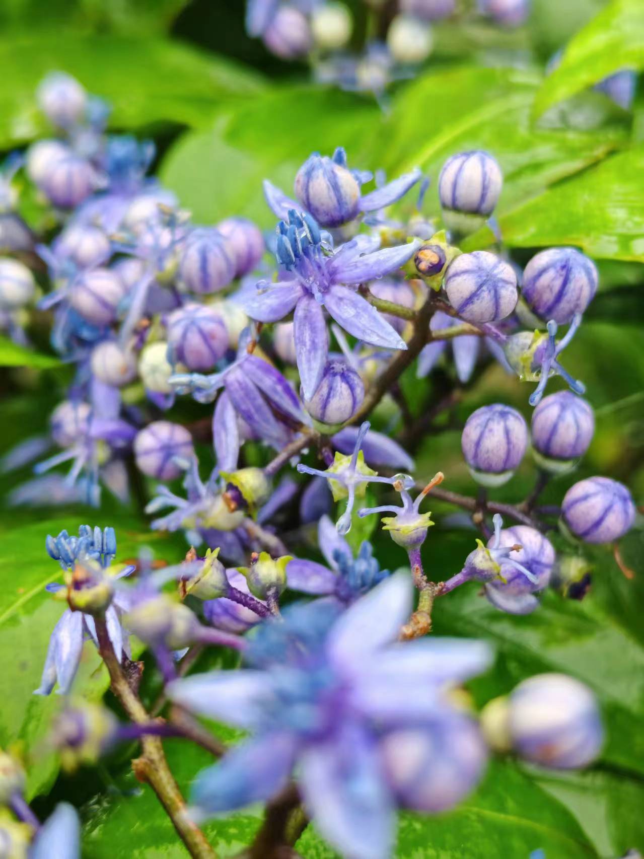 常山、恒山、蜀漆花开粉白蓝色随机发货，高度约50cm冠幅约40cm，有花