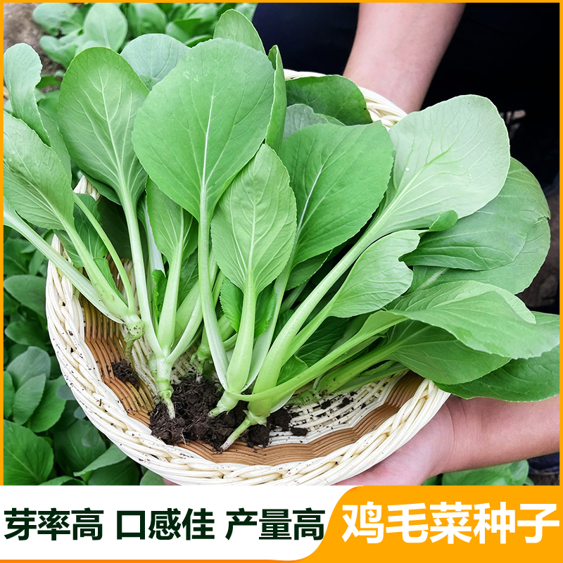 发棵快易管理生长期短脆嫩纤维少的鸡毛菜