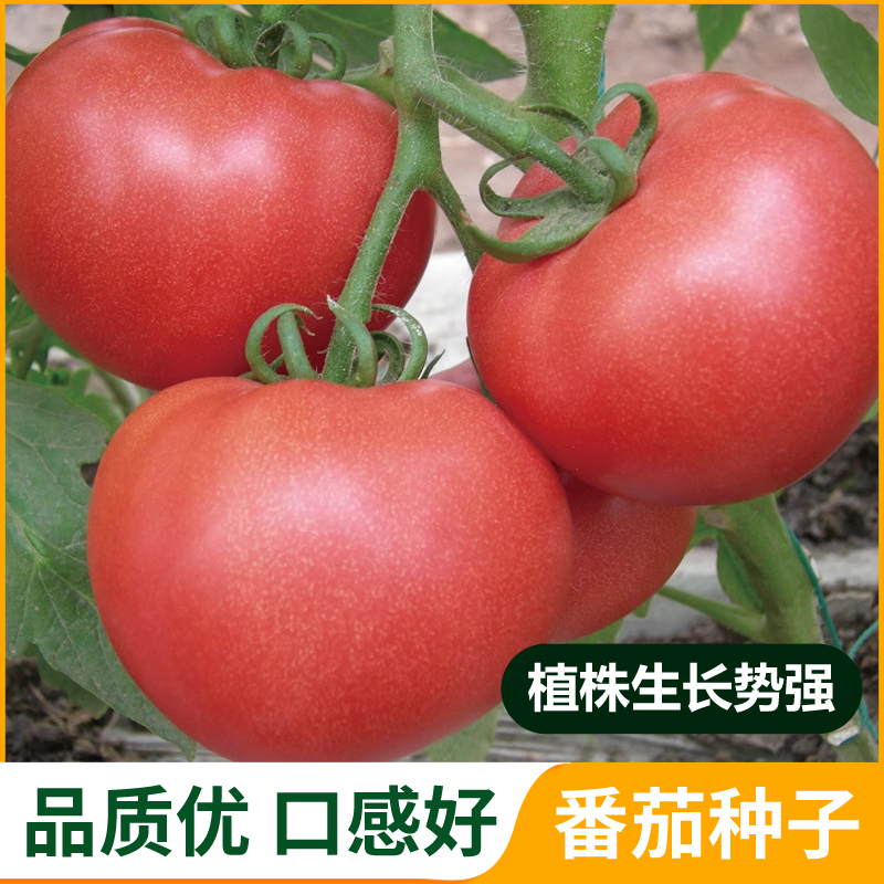 番茄种籽西红柿种子粉红大果高产四季盆栽阳台庭院种植蔬菜种子
