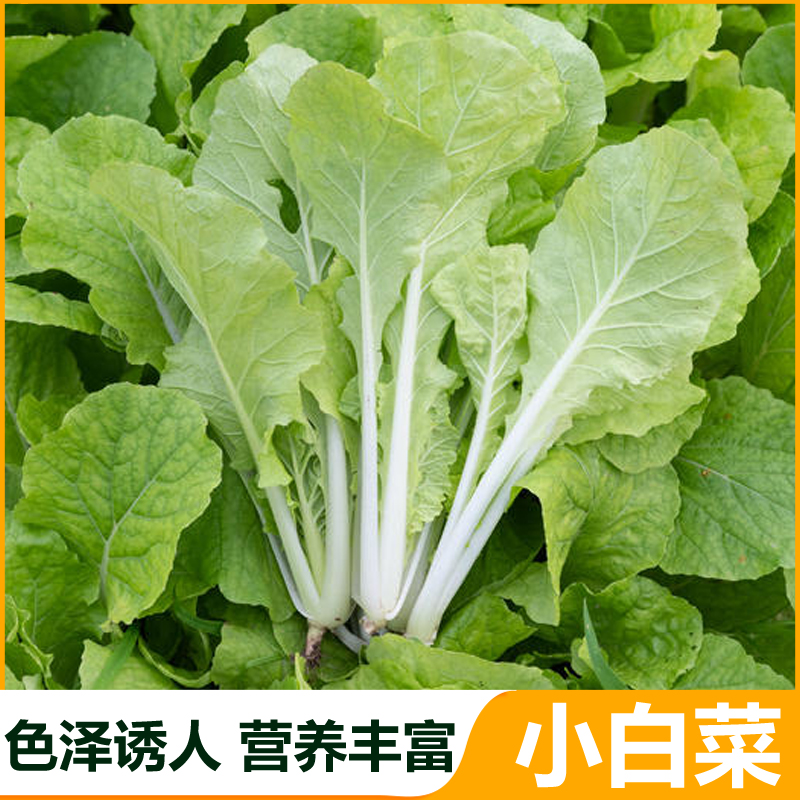 奶油快菜生长迅速口感脆嫩菜园理想选择也厚无毛小白菜