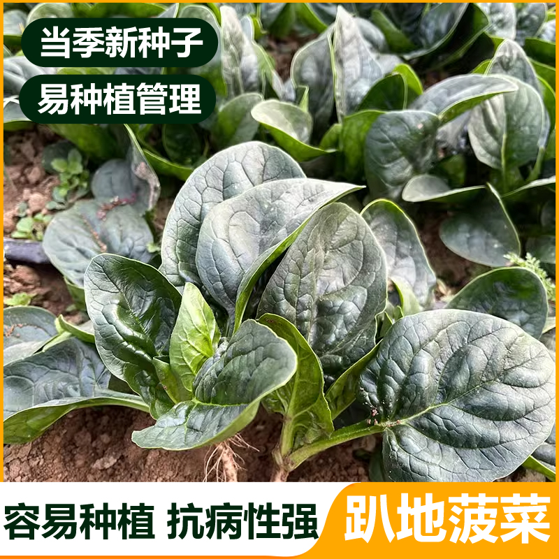 叶片肥厚宽大平整生长速度快易管理口感好菜园理想选择菠菜种子
