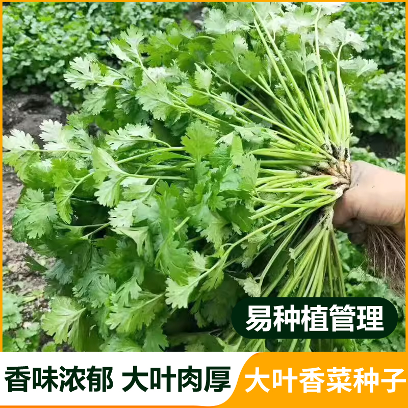 郑研种苗大叶香菜叶片肥大且不易老化香味浓郁生长旺盛香菜种子