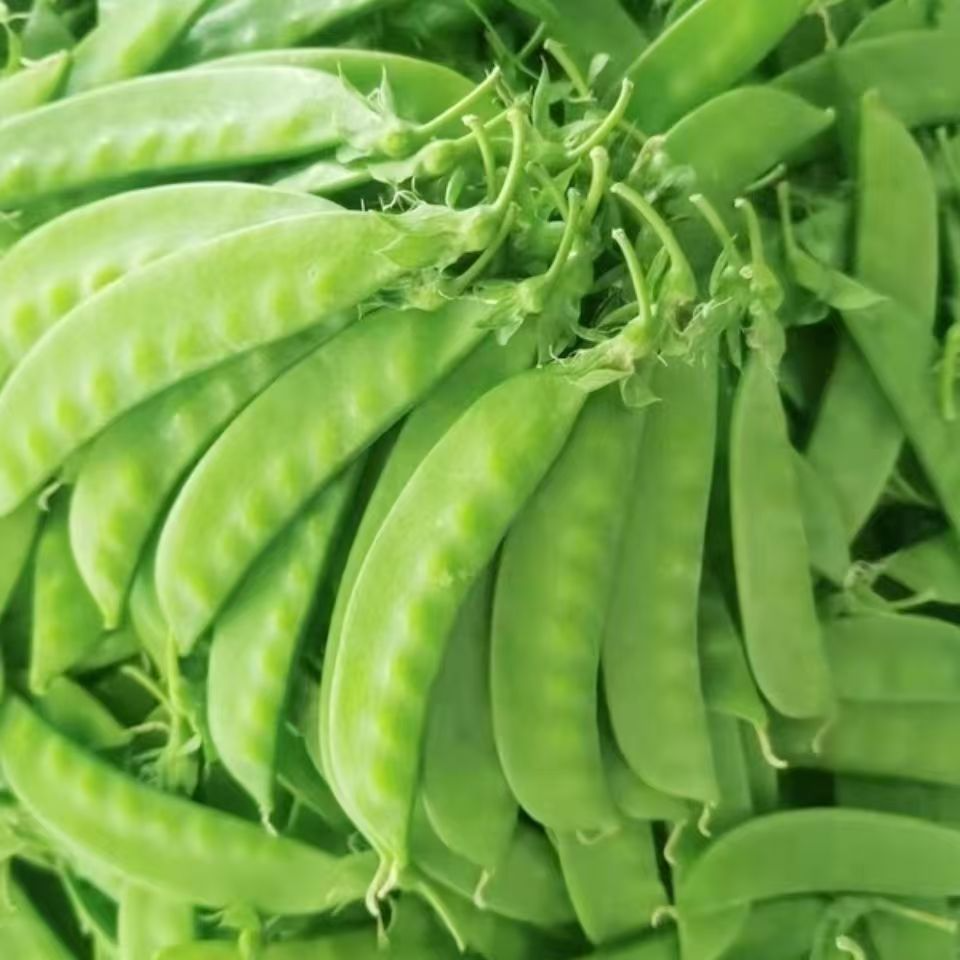 云南正宗甜脆荷兰豆新鲜蔬菜豌豆夹现摘现发农家自种种植现摘现发