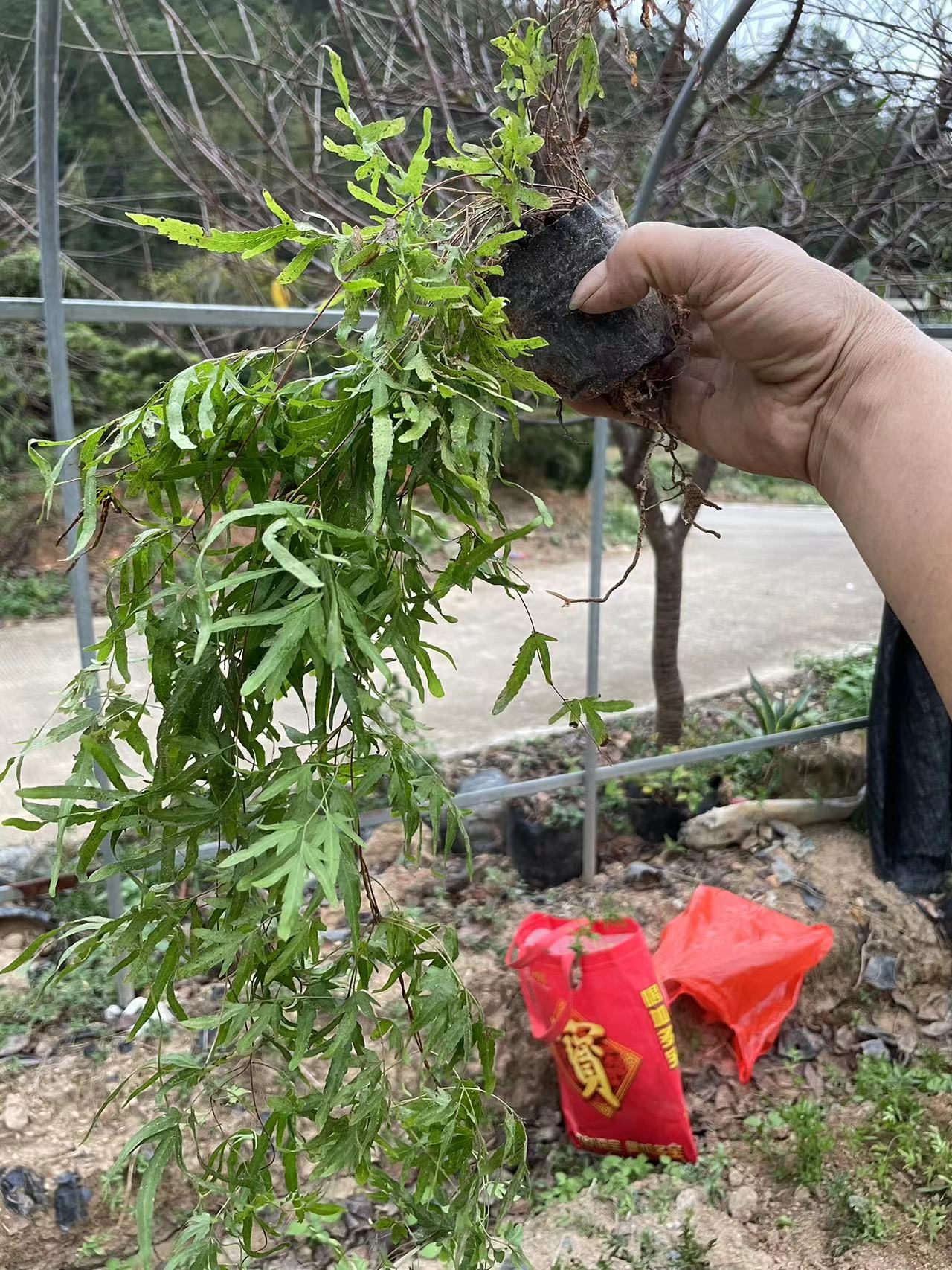 海金沙优质苗现挖现发价格美丽100棵