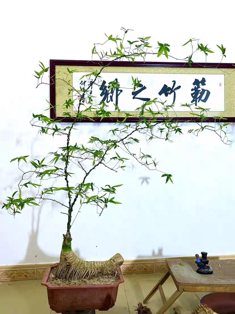 网红禅意小叶簕竹带芽茶室桌上盆景绿植盆栽庭院观赏竹子耐寒老桩