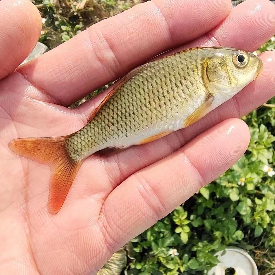 优质鲤鱼苗淡水鱼塘养殖建鲤黄河鲤鲜活鲤鱼批发饲料鱼小鱼苗幼苗