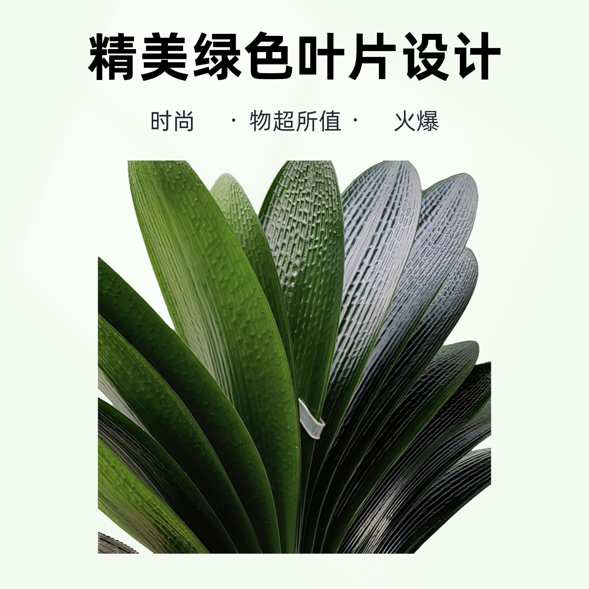 西门桥粉宜辰兰苑君子兰直播专用连接