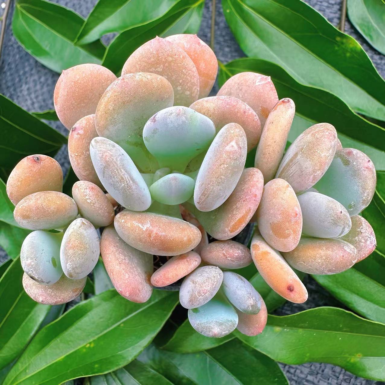 慢悠花房 灰姑娘 群生多肉植物园艺绿植多肉