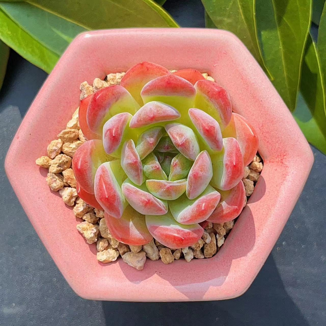 慢悠花房 全明星大单头 精品多肉办公室阳台绿植园艺盆栽花卉庭院