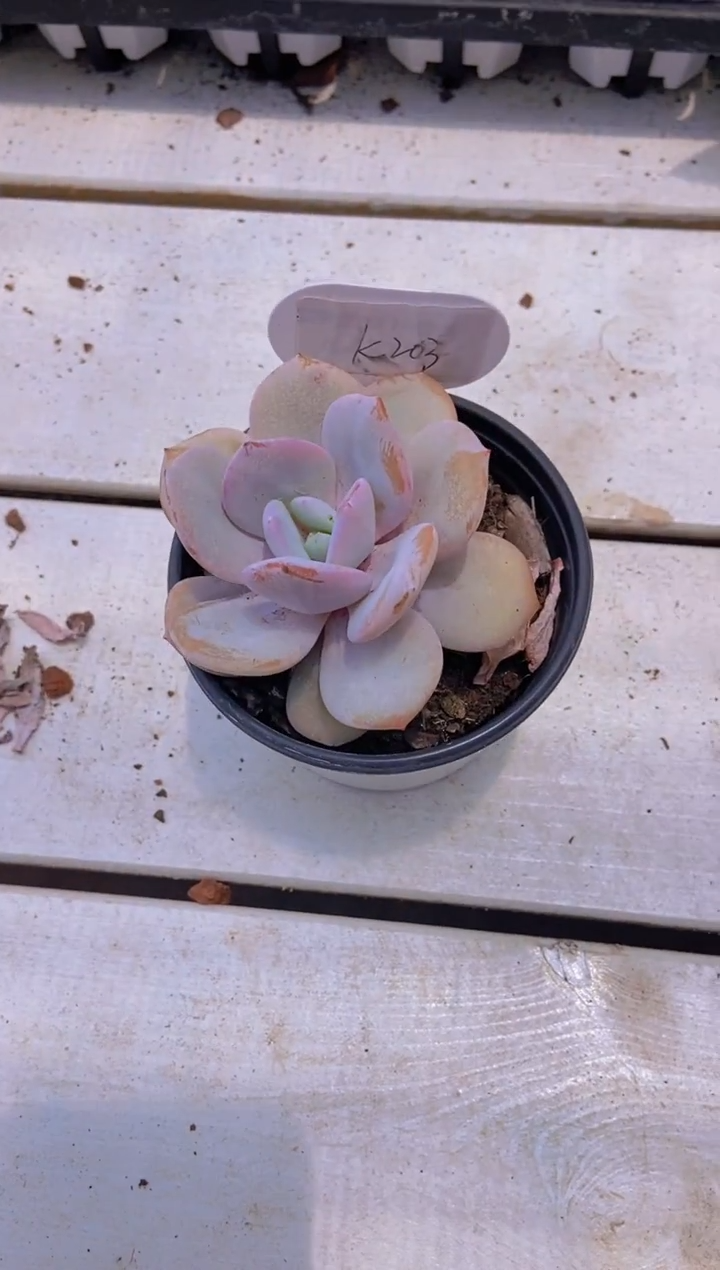 【闪购商品】K203-奶茶大单头