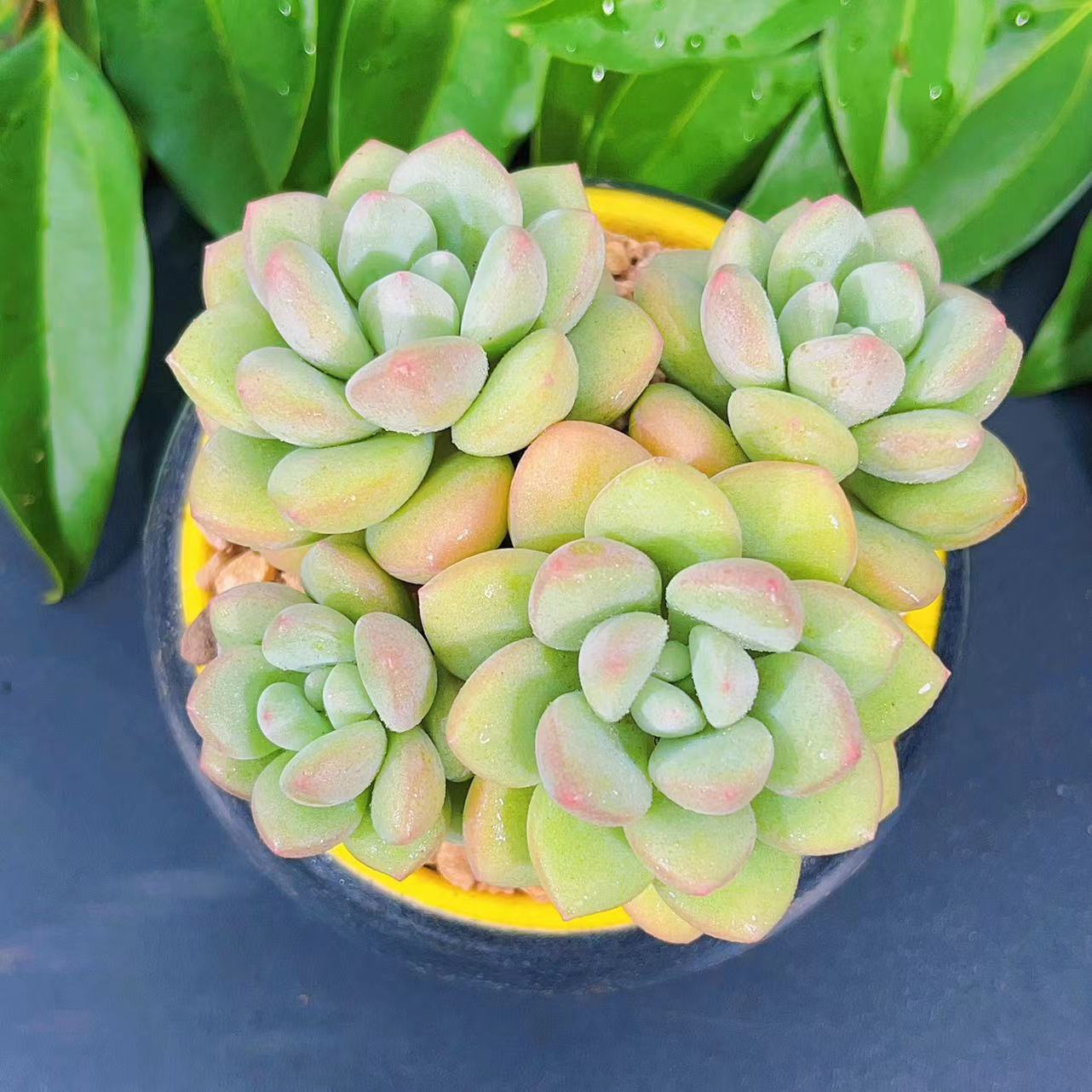 慢悠花房泡泡糖绿植园艺盆栽花卉庭院多肉植物