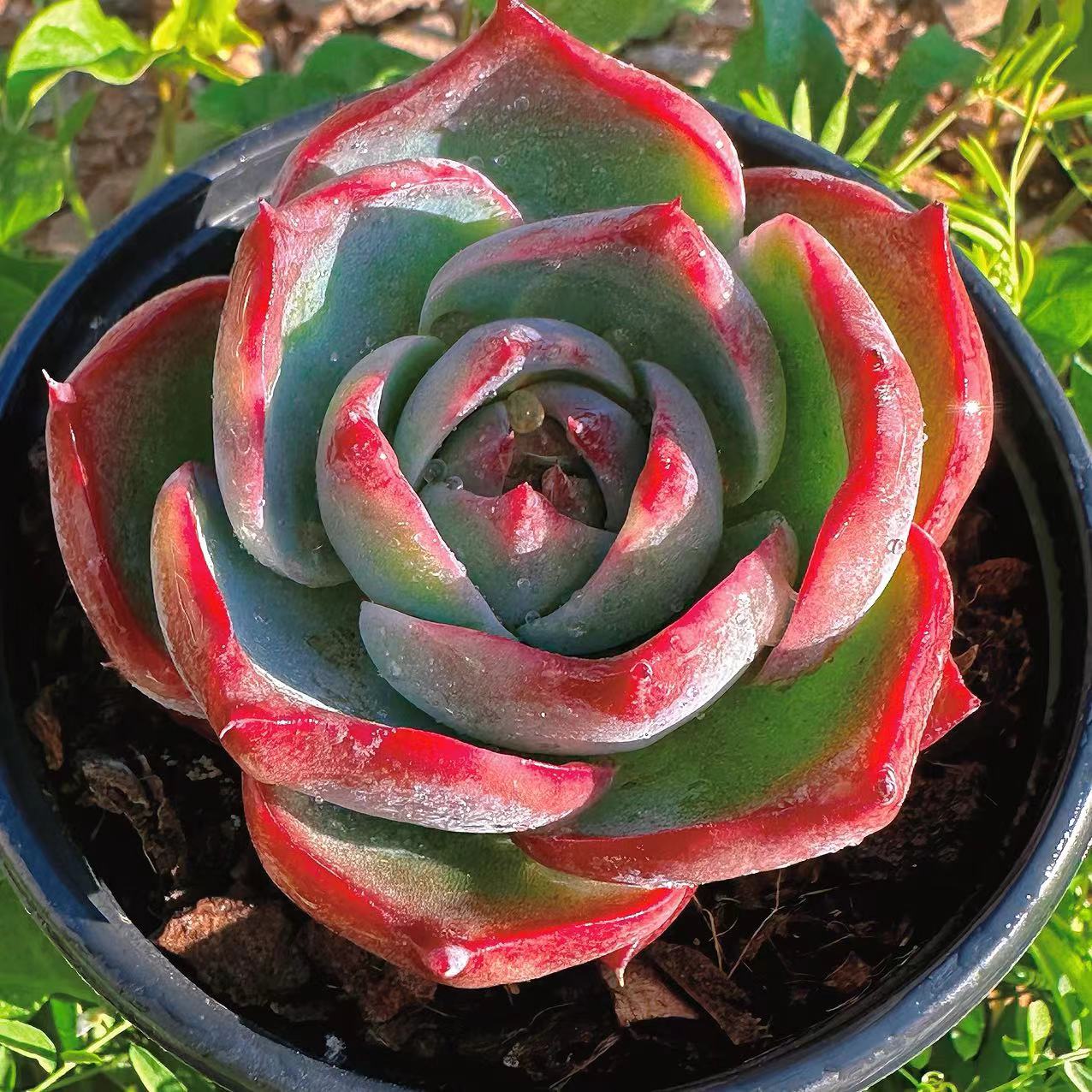 慢悠花房 惊鸿仙子 多肉植物七夕鲜花