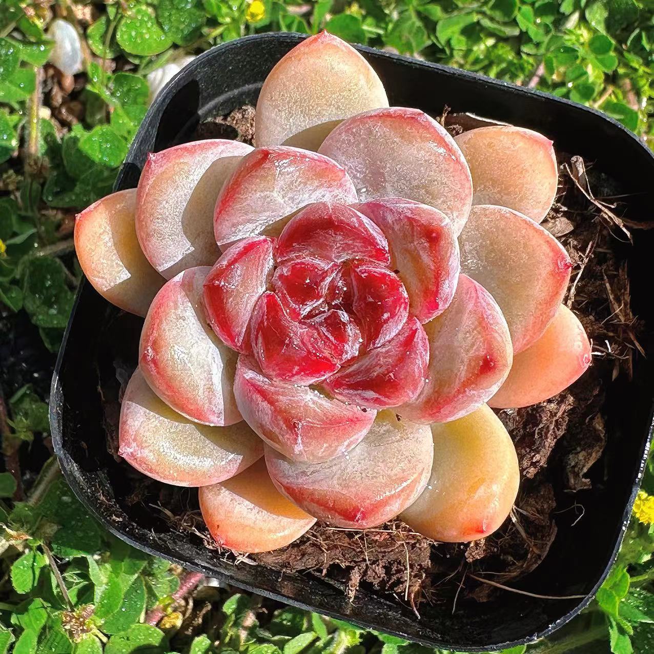 慢悠花房星星雪阳台绿植园艺盆栽花卉庭院多肉植物