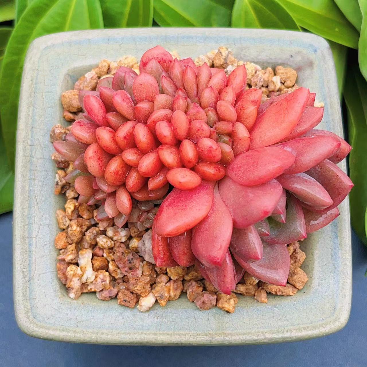 慢悠花房 凌雪缀 办公室阳台绿植园艺盆栽花卉庭院多肉植物