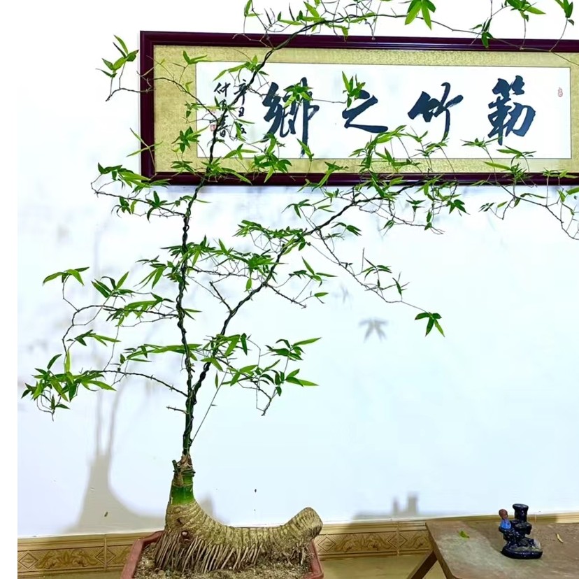 广东湛江小叶簕竹根桩素材盆景一物一拍