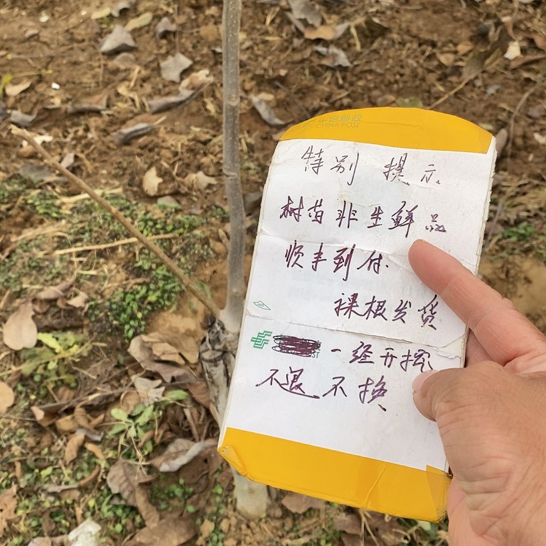 文玩核桃把件煮**风铁锤