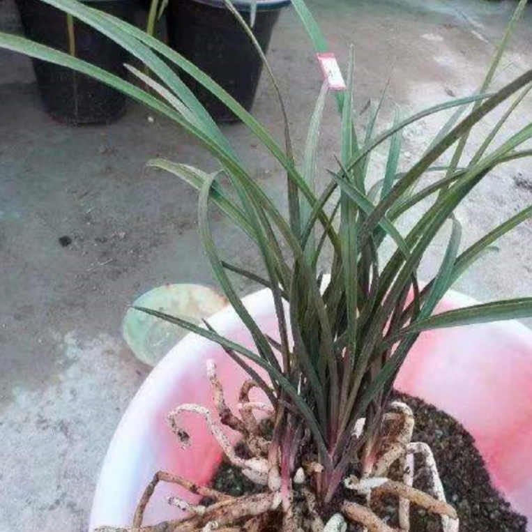 惠兰红香妃