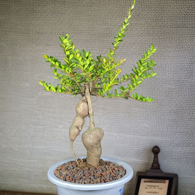 云南五翅莓开花结果