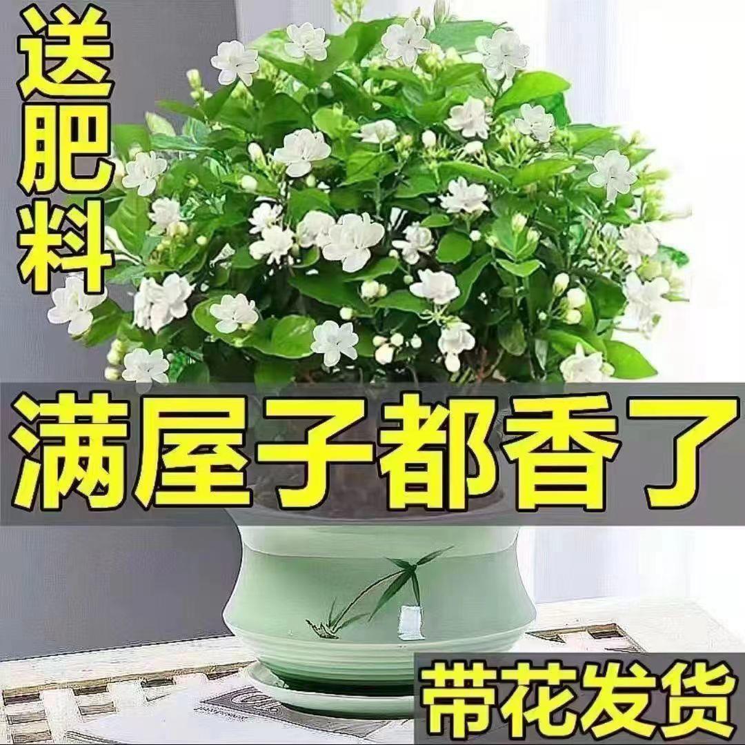 重瓣茉莉花盆栽带花苞浓香型室内绿植花卉驱蚊虫四季开花好养包活