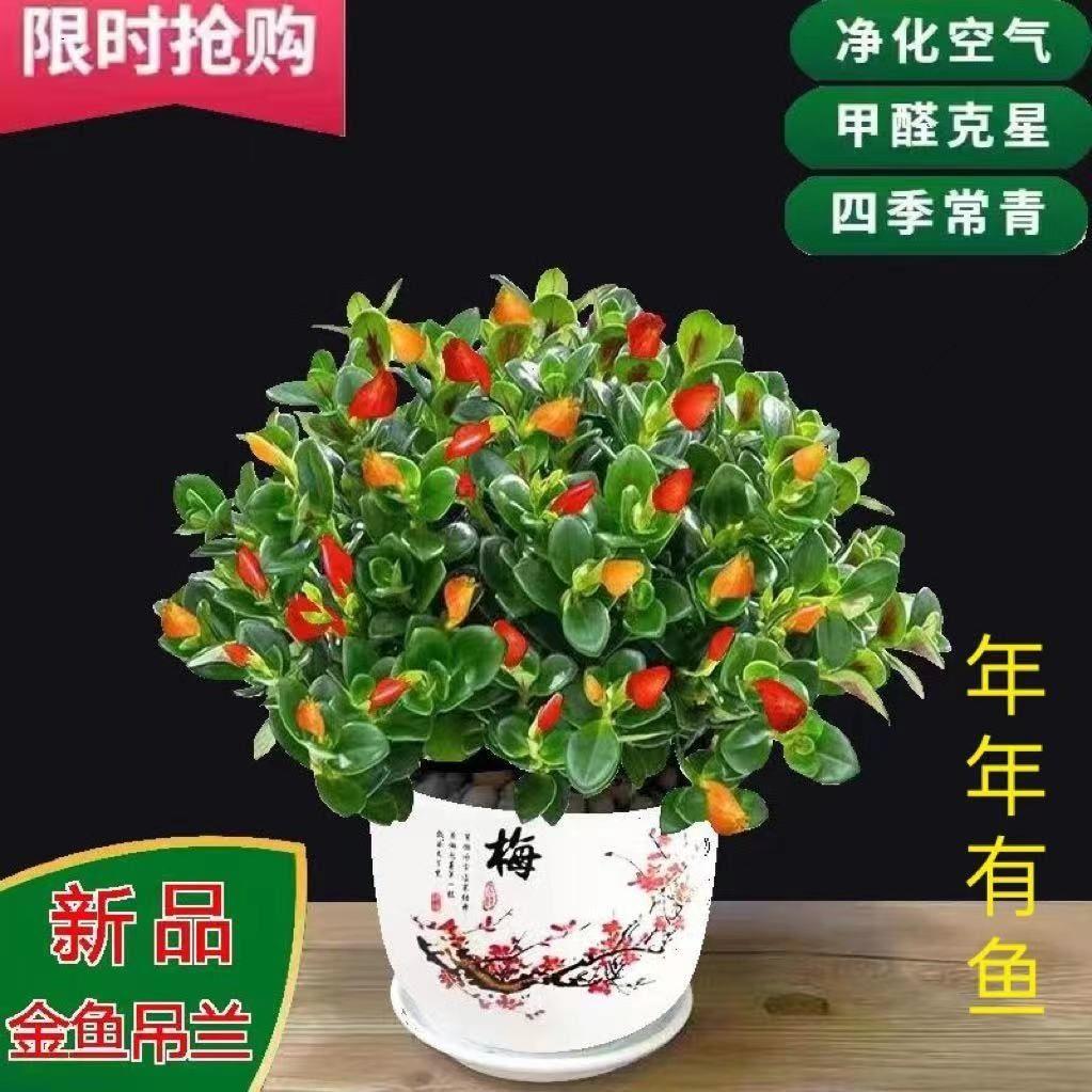 【驱蚊驱虫】金鱼吊兰盆栽 四季常青 室内绿植花卉 多肉 土培好养