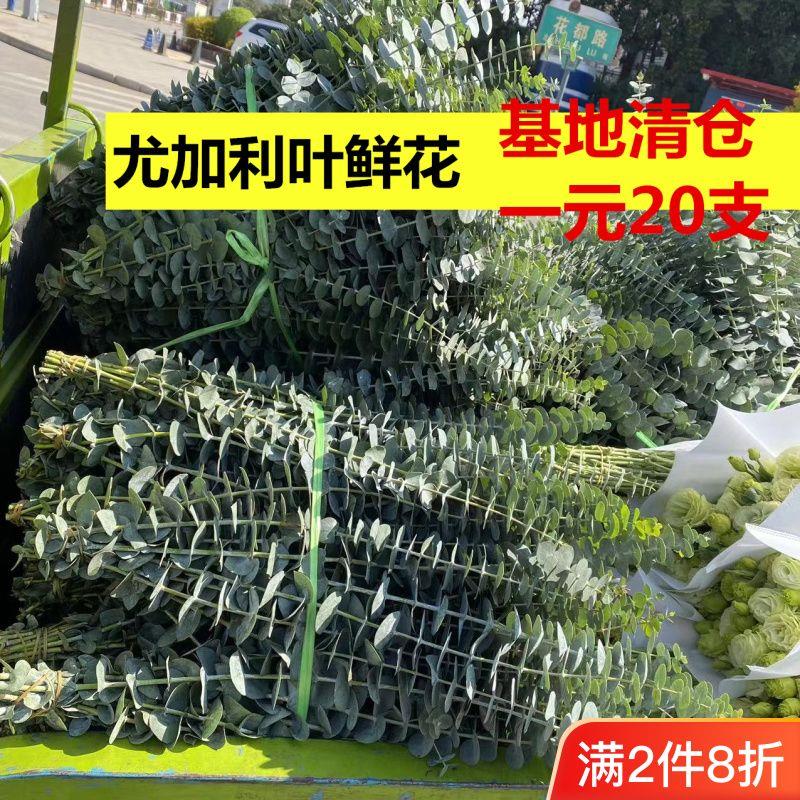尤加利叶鲜花一整箱配饰草9.9十支昆地直发新鲜尤加利水养花