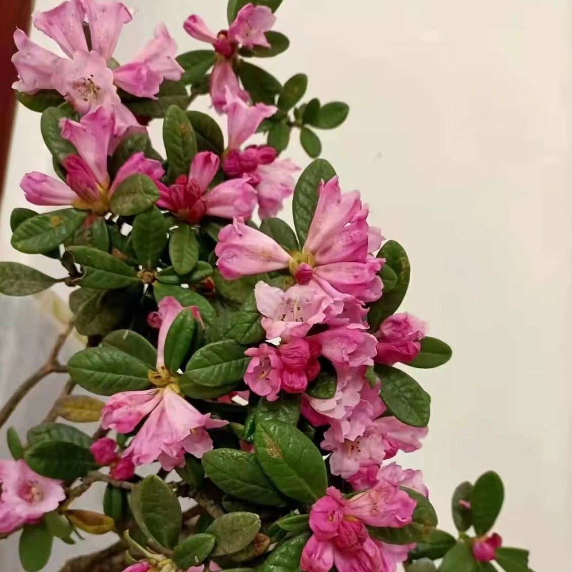 榆树朴树黄芦等观叶种植盆景素材枝条植物庭院栽培春季开花发芽