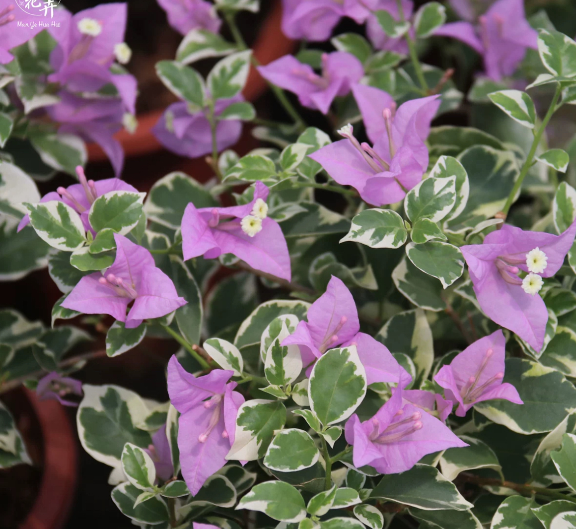 银边浅紫#勤花爬藤垂钓三角梅